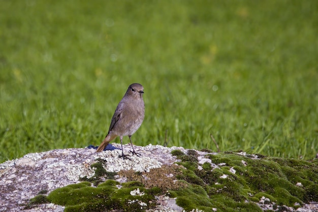 Redstart preto (phoenicurus ochruros).