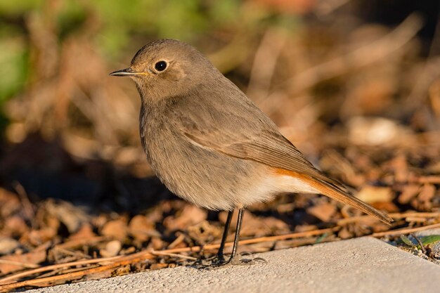 Redstart preto tithy's redstart blackstart ou redtail preto phoenicurus ochruros málaga espanha