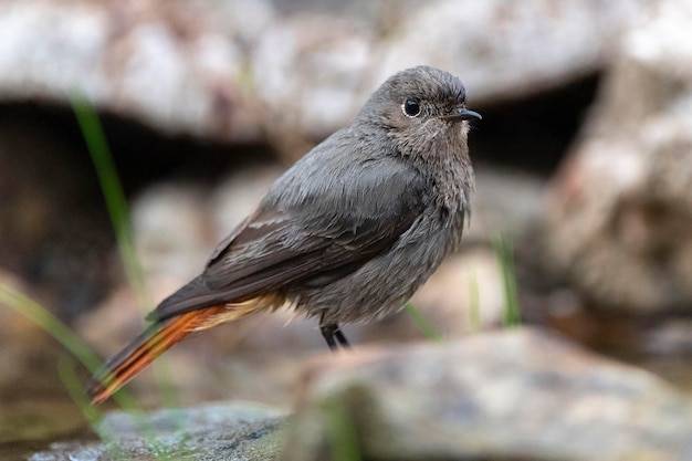 Redstart preto Tithy's redstart blackstart ou redtail preto Phoenicurus ochruros Málaga Espanha