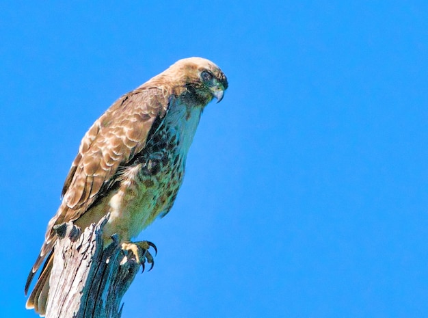 Redtail Hawk en la percha