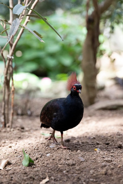 Redtufted rollulus rulul perdiz coroada aves raras