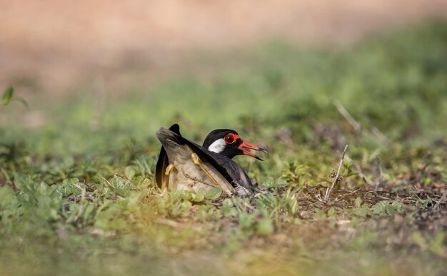 Redwattled Lapwing auf Bodentierporträt