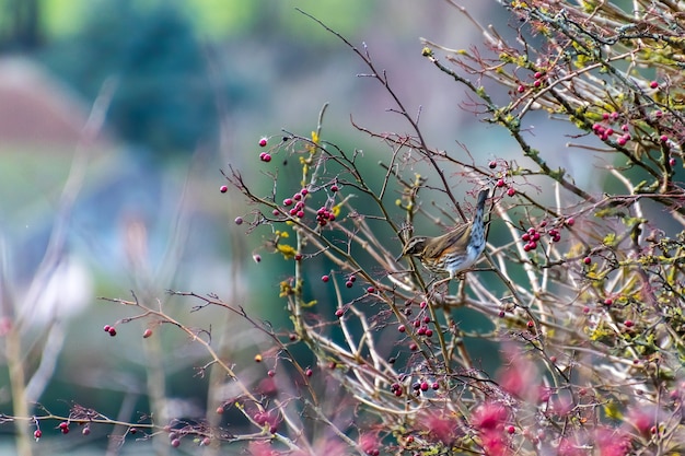 Redwing (Turdus iliacus) en un árbol con un montón de frutos rojos