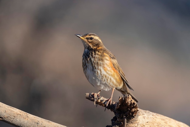 Foto redwing turdus iliacus malaga, spanien