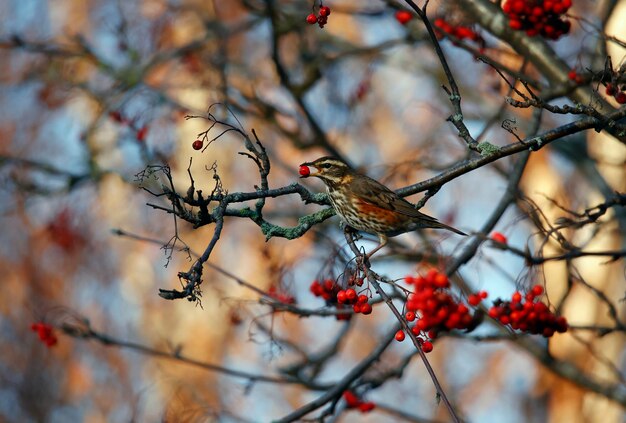 Redwings alimentándose de bayas de serbal de invierno