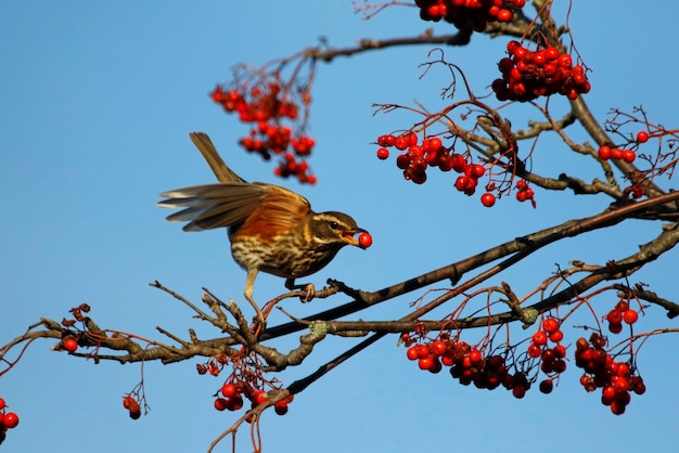 Redwings festejando con bayas de serbal de invierno bajo el sol de primavera