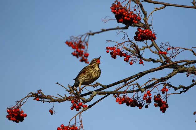 Redwings schlemmen Winter Vogelbeeren in der Frühlingssonne