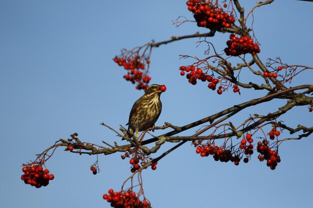 Redwings schlemmen Winter Vogelbeeren in der Frühlingssonne