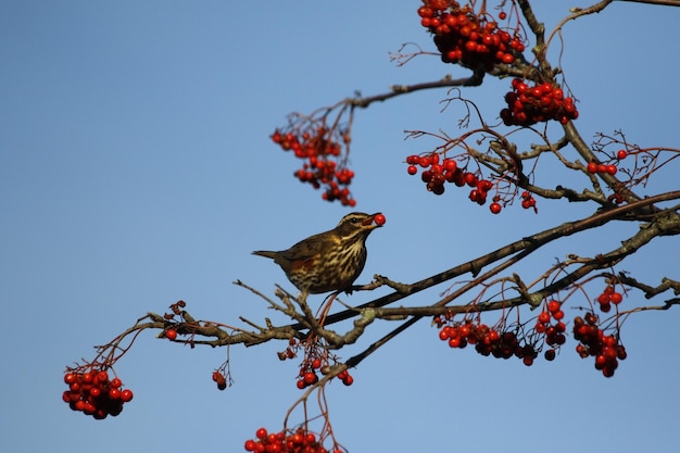 Redwings schlemmen Winter Vogelbeeren in der Frühlingssonne