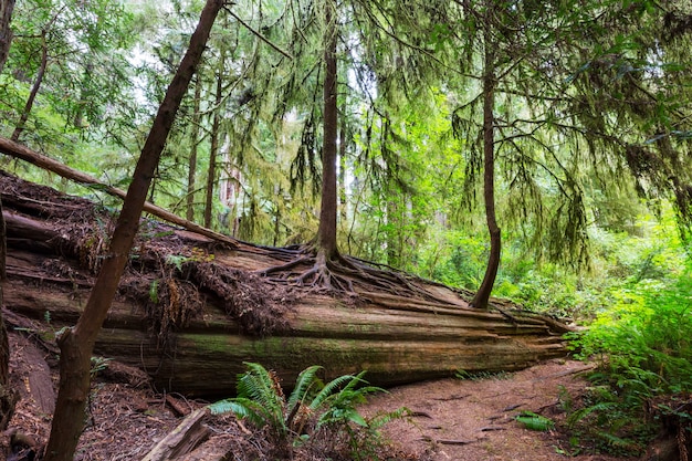 Redwood-Bäume im nordkalifornischen Wald, USA