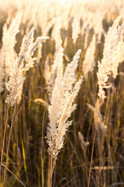 Reed al aire libre en un campo con rayos de sol del primer plano