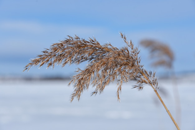 Reed auf dem Hintergrund eines verschneiten Sees, Nahaufnahme.