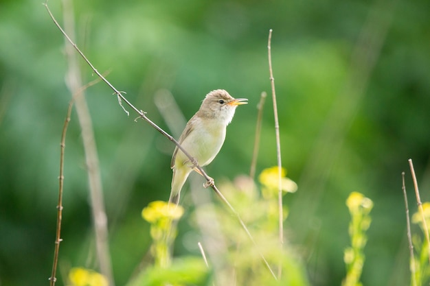 Reed auf einem Ast