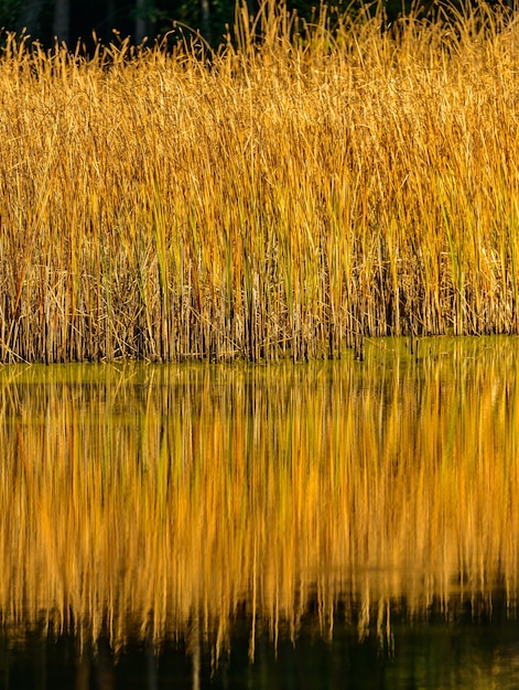 Foto reed em um lago com reflexos na luz do pôr do sol