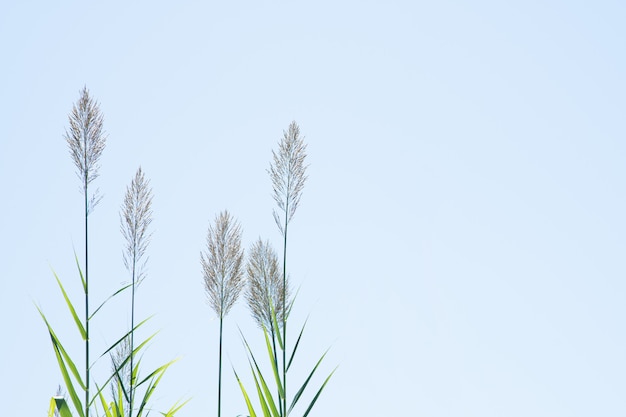 Reed en el fondo del cielo azul