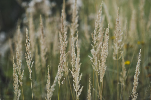 Reed grama no campo 3584