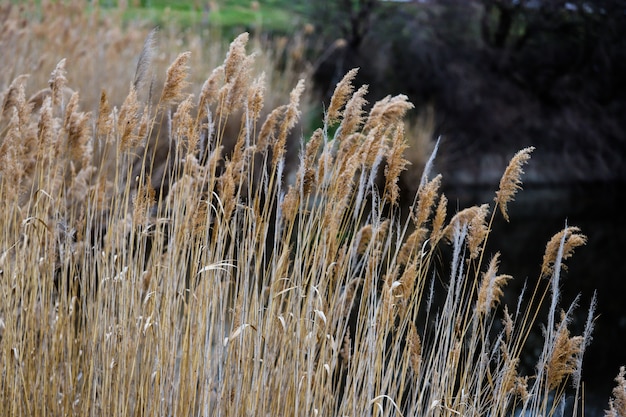 Reed na margem de um lago