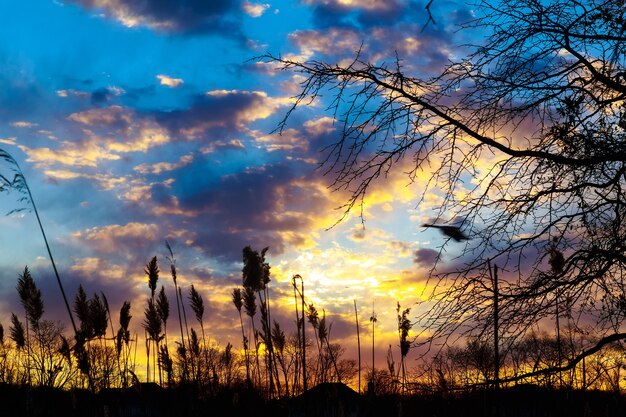 Reed na noite tranquila em uma nuvem vermelha dramática ao pôr do sol