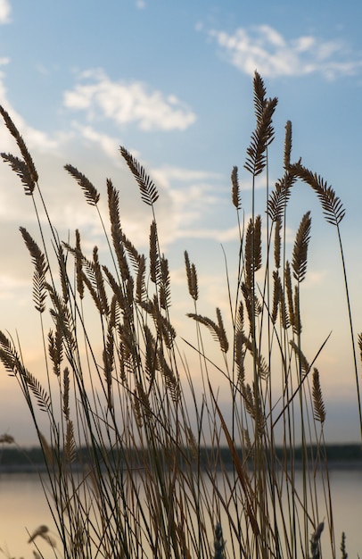 Reed no fundo do céu ao pôr do sol