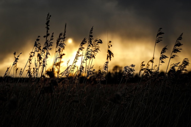 Reed no pôr do sol dramático como pano de fundo