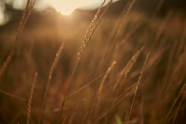 Reed vs Sonnenuntergang Selektiver Fokus Geringe Schärfentiefe Schöner Sonnenuntergang unter dem trockenen Gras