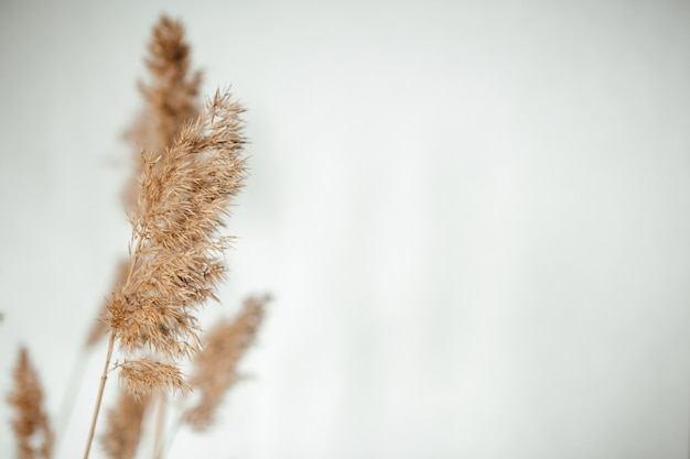 Reed Zweige auf einem weißen Hintergrund