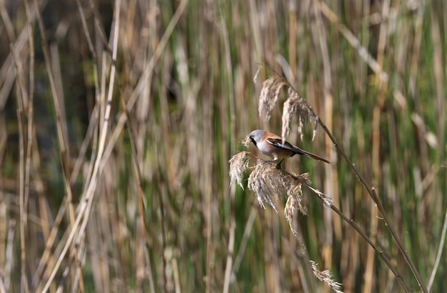 El reedling barbudo se alimenta de una paja con enfoque en el lado de las alas