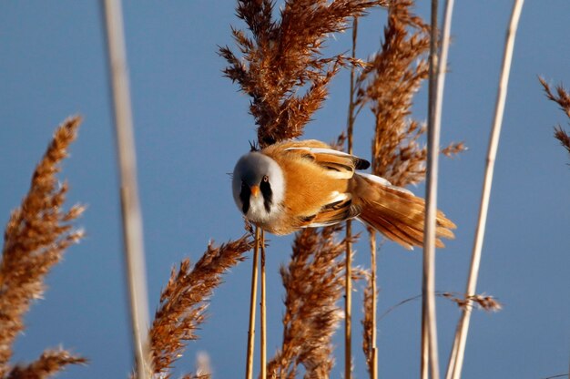 reedling barbudo masculino comendo sementes em um canavial