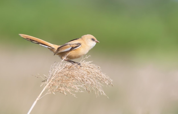 Reedling barbudo Panurus biarmicus Una hembra joven se sienta encima de una caña