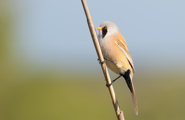 Reedling barbudo Panurus biarmicus O macho senta-se em uma haste de junco na margem do rio