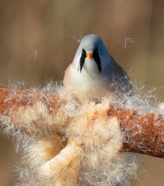 Reedling barbudo Panurus biarmicus O pássaro macho afofa a taboa