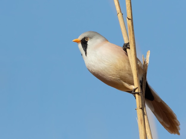 Reedling barbudo Panurus biarmicus O pássaro macho senta-se em uma haste de junco contra o céu