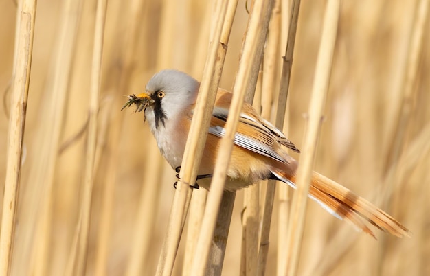 Reedling barbudo Panurus biarmicus El pájaro macho recoge insectos para alimentar a sus polluelos