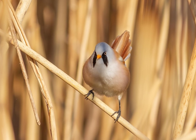 Reedling barbudo Panurus biarmicus Un pájaro se sienta en un tallo de caña junto al río