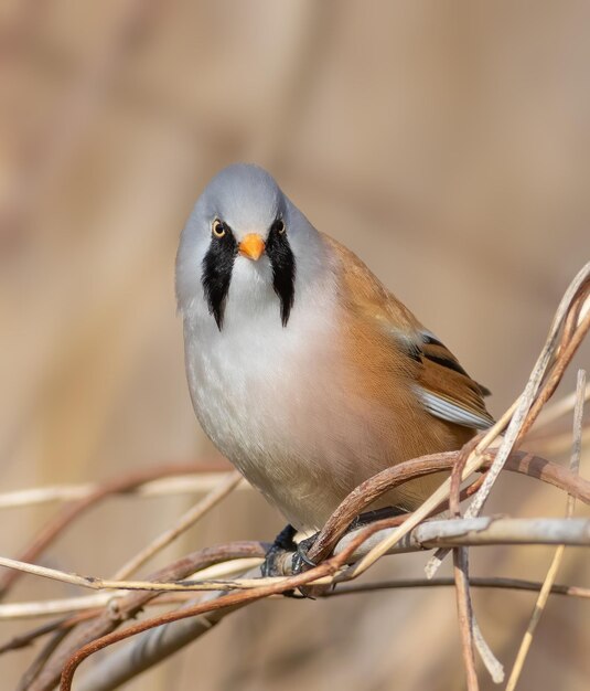 Reedling barbudo Panurus biarmicus Um pássaro macho senta-se em um matagal de juncos na margem do rio