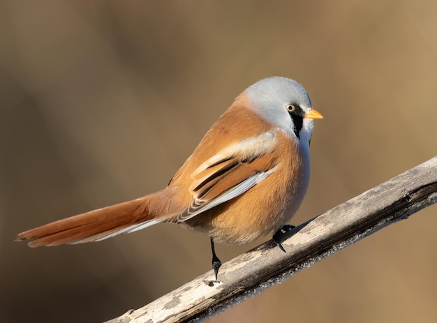 Reedling barbudo Panurus biarmicus Um pássaro senta-se em uma haste de junco na margem de um rio