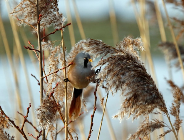 Reedlings barbudos alimentando-se entre os juncos