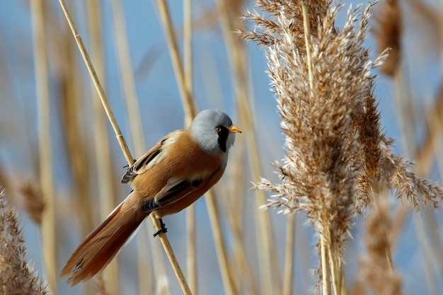 Reedlings barbudos alimentando-se entre os juncos