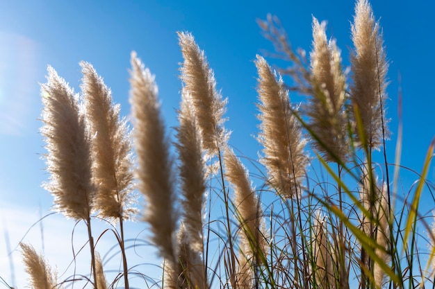 Reeds céu azul verde