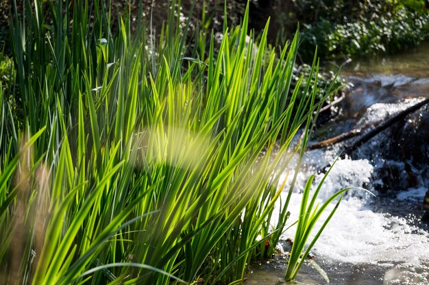 Reeds in river