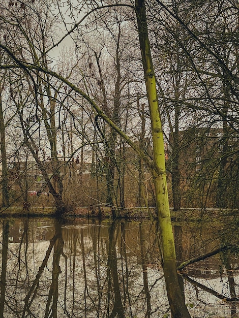 reflejo de los árboles en el agua retro aspecto de estilo vintage