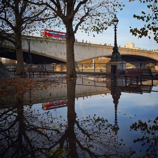 Reflejo de los árboles en el agua