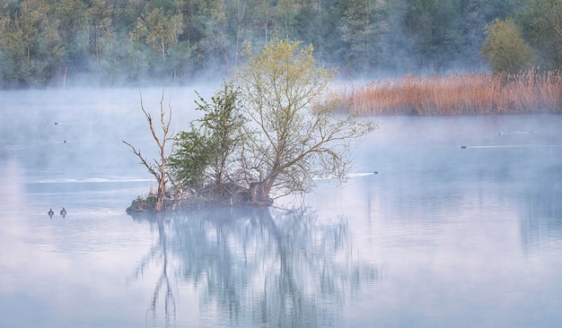 Reflejo de arboles en el agua