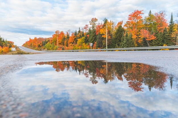 Reflejo de árboles en un charco junto a una carretera.