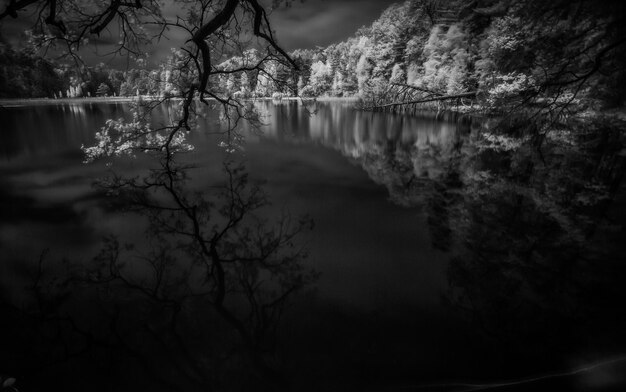 Foto el reflejo de los árboles desnudos en un lago tranquilo