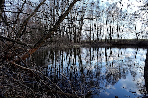 Reflejo de árboles en el estanque en un día nublado de primavera