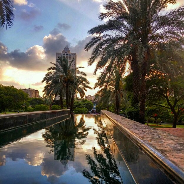 Reflejo de los árboles en el estanque