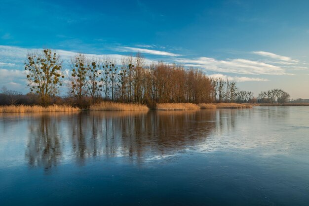 Reflejo de árboles en un lago congelado