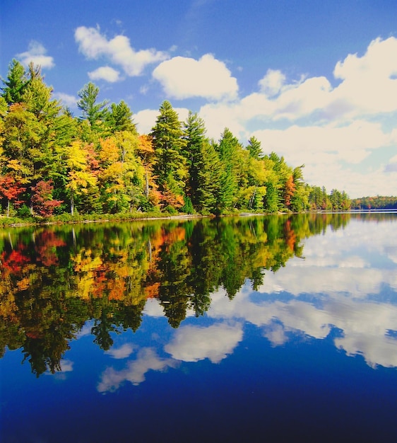 Reflejo de árboles en un lago tranquilo