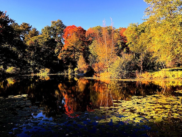 Foto el reflejo de los árboles en un lago tranquilo